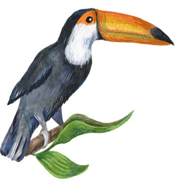 Beyaz izole arka planda suluboya parlak el çizilmiş kuş. 