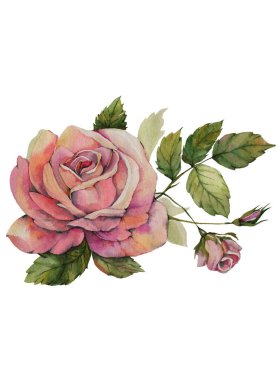  bahar suluboya gül çiçeği. Floristik dekor.