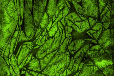 Dekoratif yeşil doku. Soyut suluboya arka plan