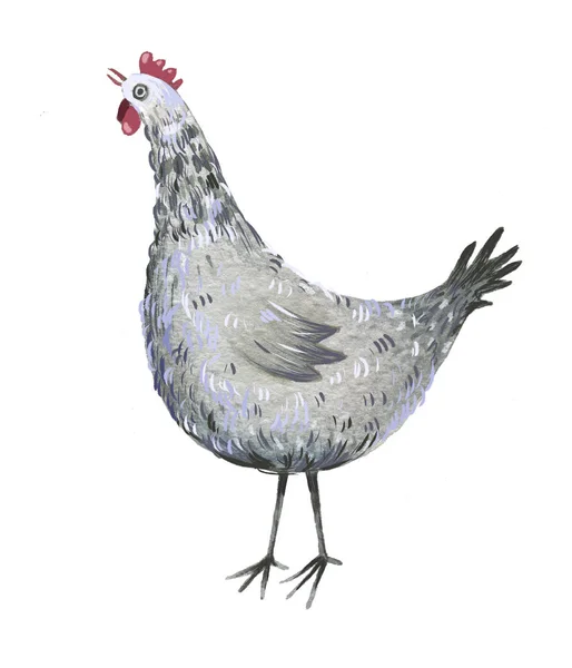 Aquarelle Poule Lumineuse Dessinée Main Sur Fond Blanc Isolé — Photo