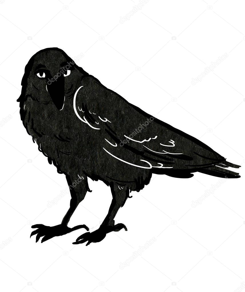Black ink crow    on the white background 