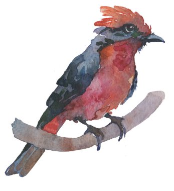 Beyaz izole arka planda suluboya parlak el çizilmiş kuş. 