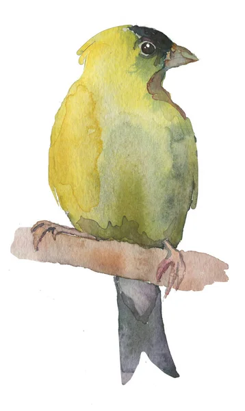 Beyaz Izole Arka Planda Suluboya Parlak Çizilmiş Kuş — Stok fotoğraf