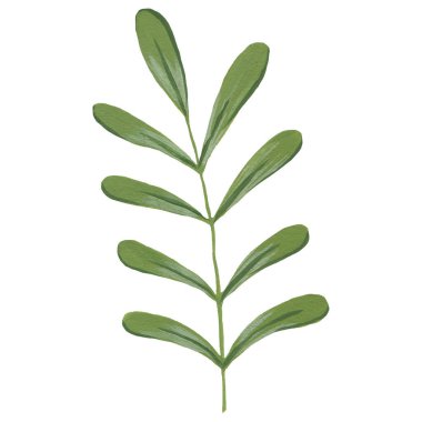 Beyaz arkaplanda suluboya yeşil yaprak izole 