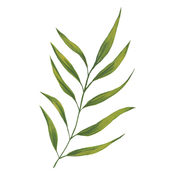 watercolor green leaf  isolated on white background 