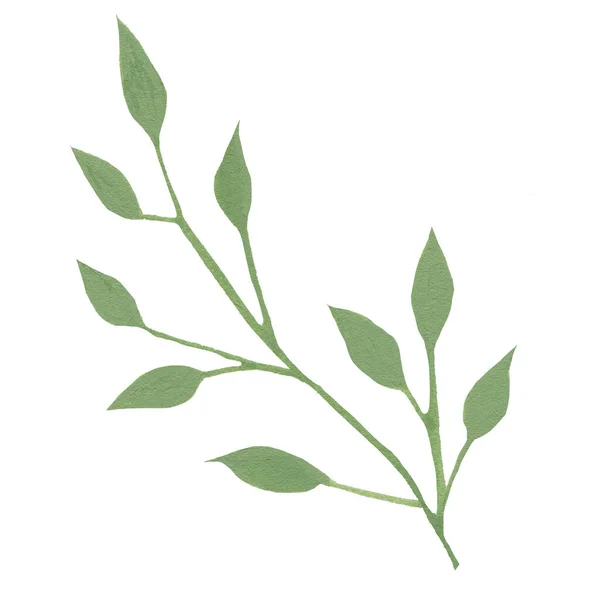 Πράσινα Φύλλα Ακουαρέλας Που Απομονώνονται Λευκό Φόντο — Φωτογραφία Αρχείου