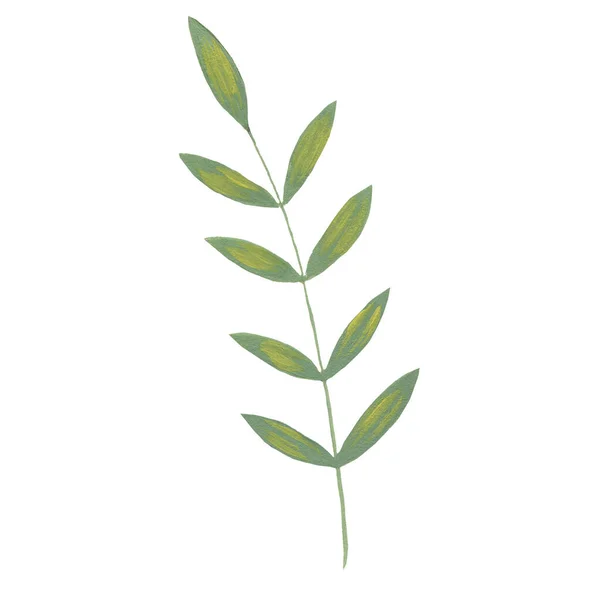 Beyaz Arkaplanda Suluboya Yeşil Yaprak Izole — Stok fotoğraf