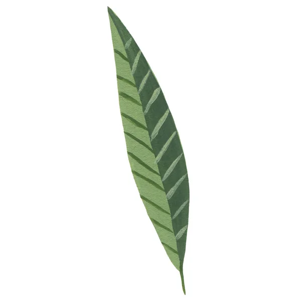 Акварельний Зелений Лист Ізольований Білому Тлі — стокове фото