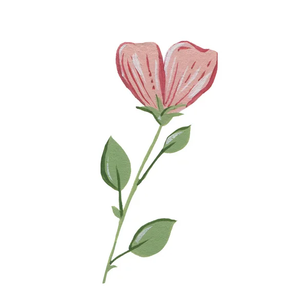 Vacker Blomma Isolerad Vit Bakgrund — Stockfoto