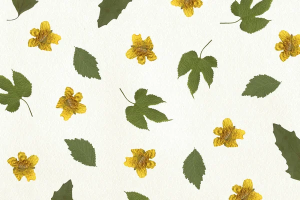 ドライフラワークラフト紙の質感 白い葉の背景 緑色の葉を持つ黄色の花 — ストック写真