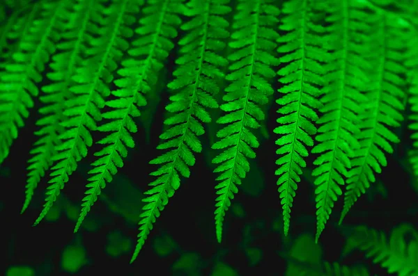 Beautiful fern leaves background — Stock Photo, Image