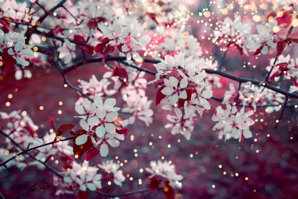 Frühlingsblüte Hintergrund mit weichem Fokus. — Stockfoto