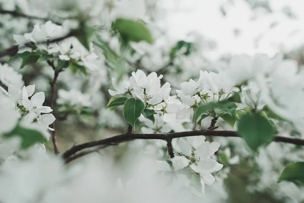 부드러운 초점 봄 꽃 배경. — 스톡 사진