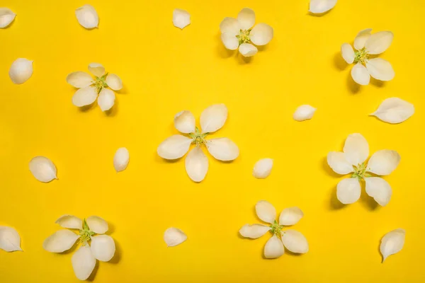 Красиві весняні яблучні квіти на жовтому тлі . — стокове фото