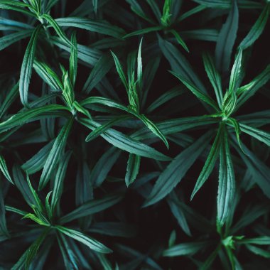 Tropikal yeşil yaprakları güzel koyu arka plan.