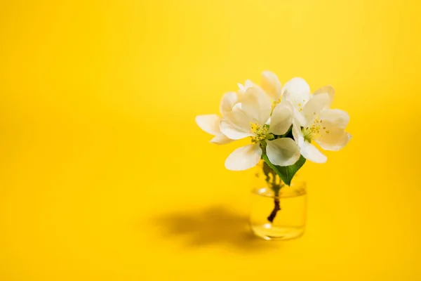 Spa natuurlijke cosmetische concept. Helder gele achtergrond — Stockfoto