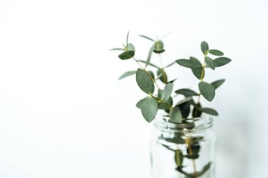 Cam kavanozda taze yeşil daldemet.