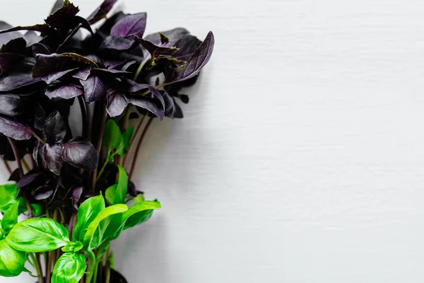 Fresh green and purple Basil in a pot on a gray background.
