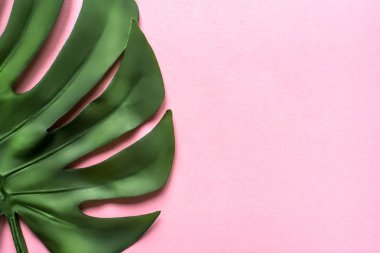 Pembe arka plan üzerinde Monstera yaprağı. Düz döşeme, üst görünüm.