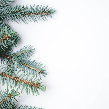 Beyaz arka planda köknar dalları. Noel duvar kağıdı.