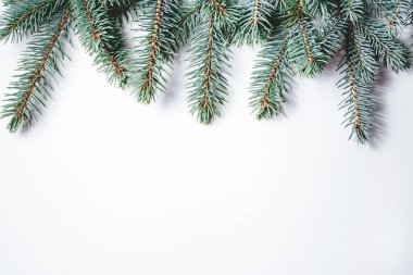 Beyaz arka planda köknar dalları. Noel duvar kağıdı.