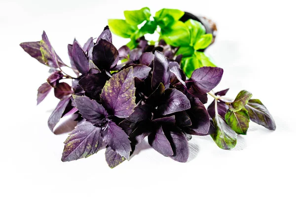 Fresh green and purple Basil on white background.