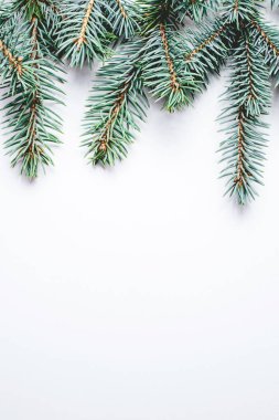 Beyaz arka planda köknar dalları. Noel duvar kağıdı.