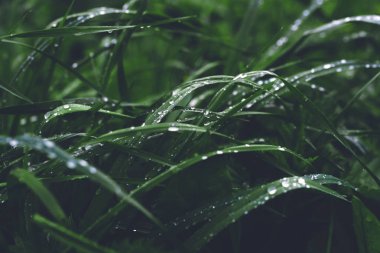 Yağmurdan sonra yeşil çimenlere su damlıyor..