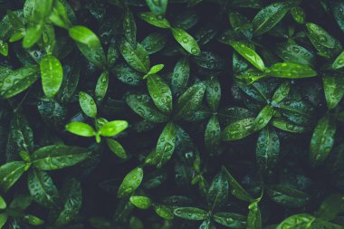 Yağmur damlaları ile parlayan yaprakları ile yeşil yapraklar.