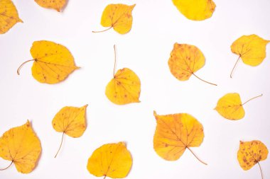 Beyaz arka plan üzerinde sarı yapraklardan yapılmış sonbahar deseni.