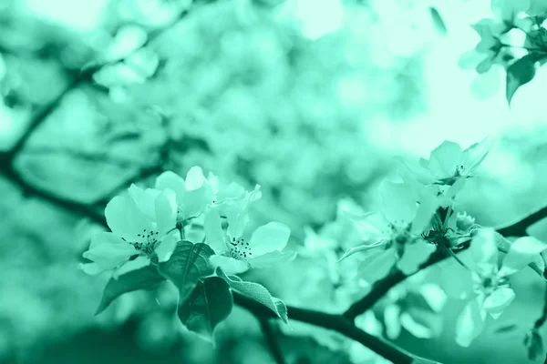Frühlingsblüte Hintergrund mit weichem Fokus. — Stockfoto