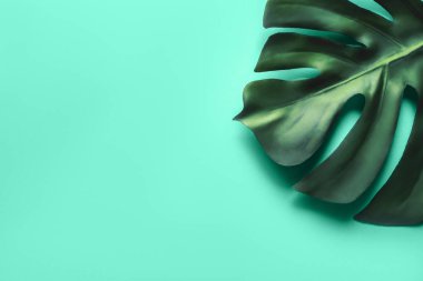 Mavi arka plan daki Monstera yaprağı. Düz döşeme, üst görünüm.