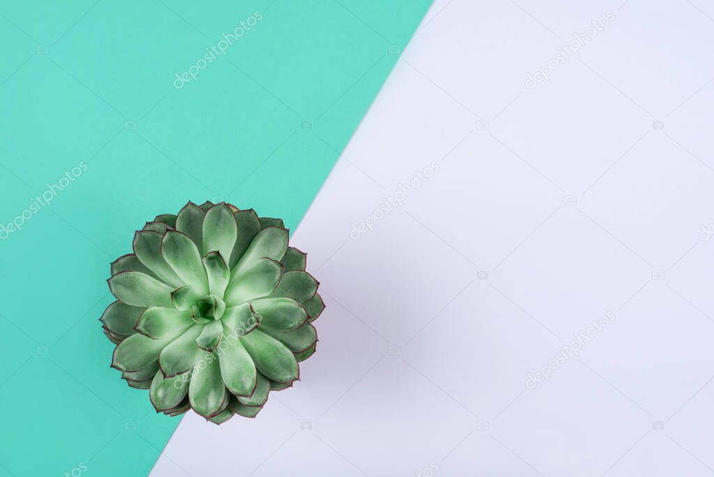 Beautiful green succulent on geometric mint and white background.