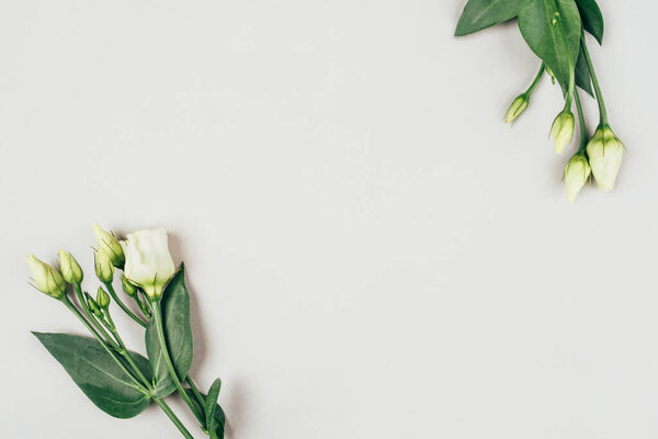 Fresh white flowers on a grey pastel background.