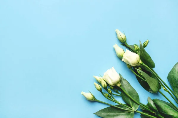 Verse witte bloemen op een blauwe pastelachtergrond. — Stockfoto