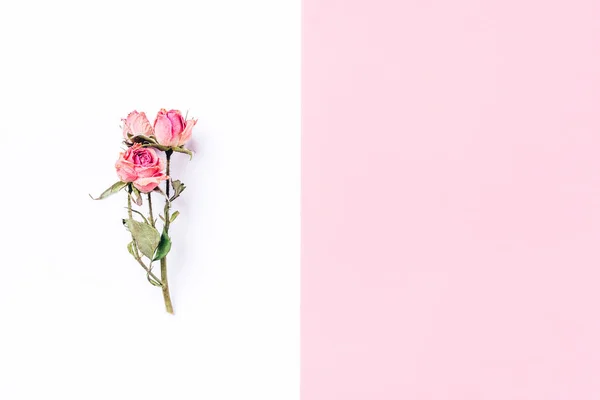 Ramka suszonego kwiatu róży na białym i różowym tle. — Zdjęcie stockowe