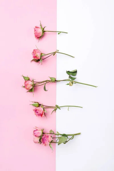 Flores de rosas secas sobre fondo blanco y rosa . — Foto de Stock