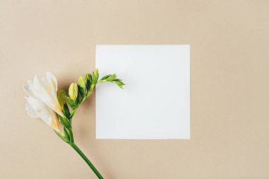 Çiçek arkaplan. Bej arkaplanda bir frezya çiçeği.