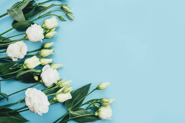 Flores blancas frescas sobre un fondo azul pastel. — Foto de Stock