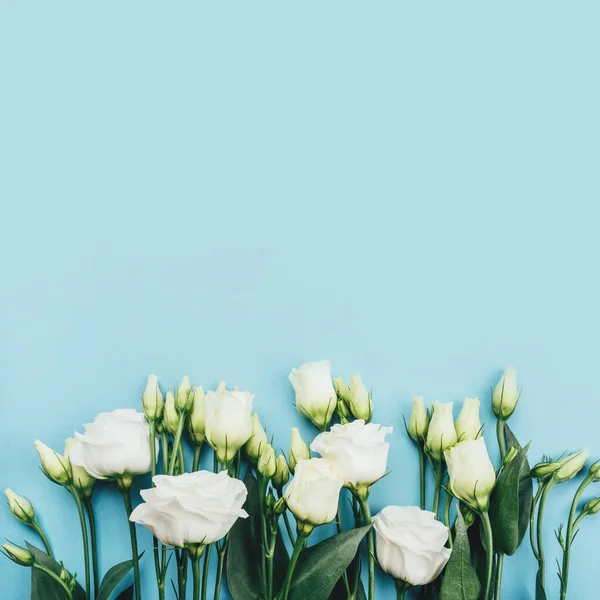 Flores blancas frescas sobre un fondo azul pastel. — Foto de Stock