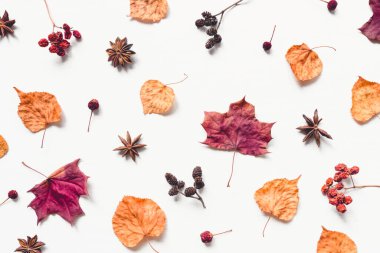 Yapraklar, böğürtlenler ve konilerden oluşan sonbahar deseni.