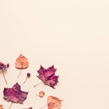 Yapraklardan, böğürtlenlerden ve konilerden oluşan sonbahar pastel arka planı.