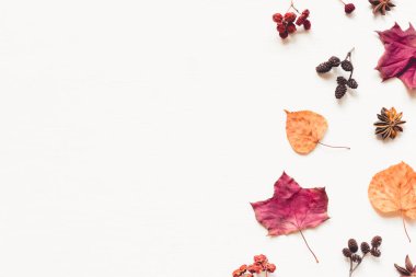 Yapraklar, böğürtlenler ve konilerden oluşan sonbahar arka planı.