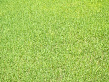 Güneş parlaklık gün Tayland pirinç alanı.