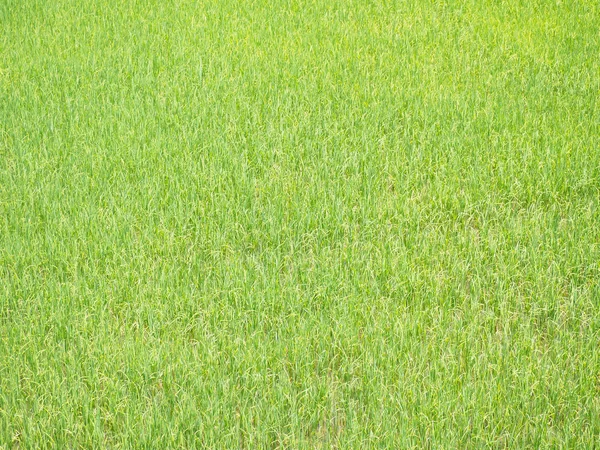 Rice Field Thailand Sun Shine Day — Stock Photo, Image