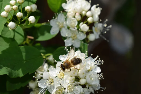 Eine Biene Fliegt Einer Blume Mit Einer Professionellen Nikon Kamera — Stockfoto