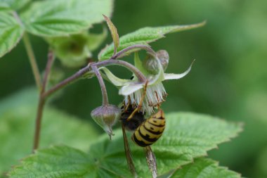 Bir arı nektar toplamak için bir çiçeğin üzerine oturdu.