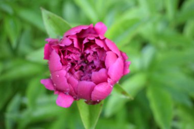 Arka planda pembe şakayık çiçeği