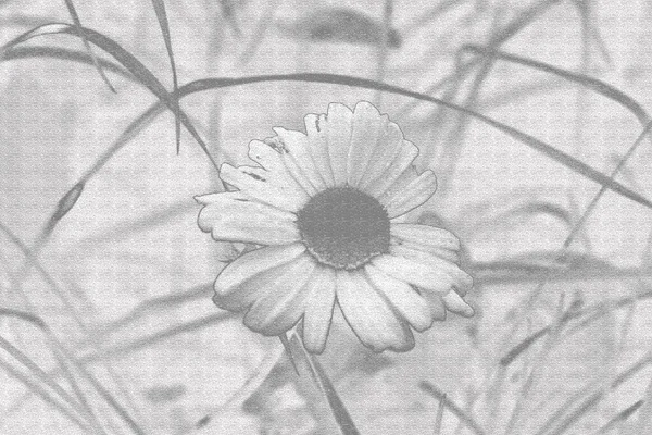 Camomille Fond Noir Blanc Dans Herbe — Photo