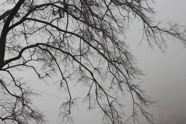 Malowniczy Widok Drzewa Przed Mgły Pochmurne Niebo — Zdjęcie stockowe